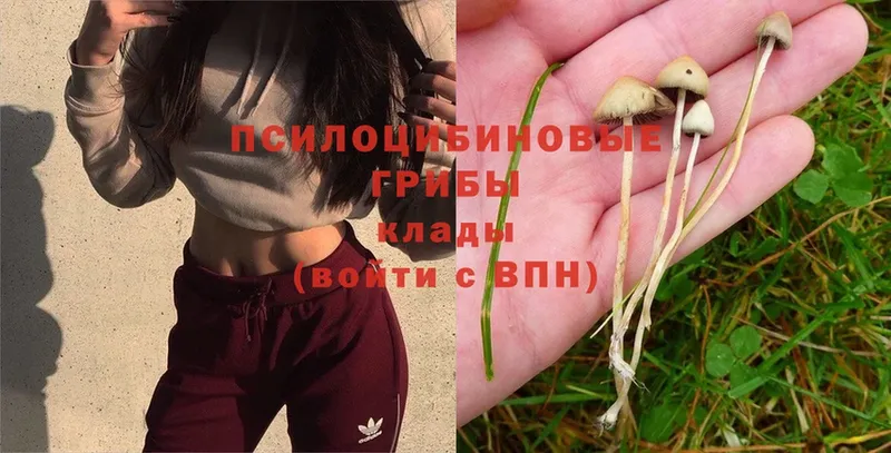 купить наркотик  Кирово-Чепецк  Псилоцибиновые грибы Psilocybe 